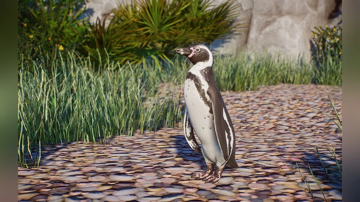 Planet Zoo — Новые виды — пингвин Гумбольдта