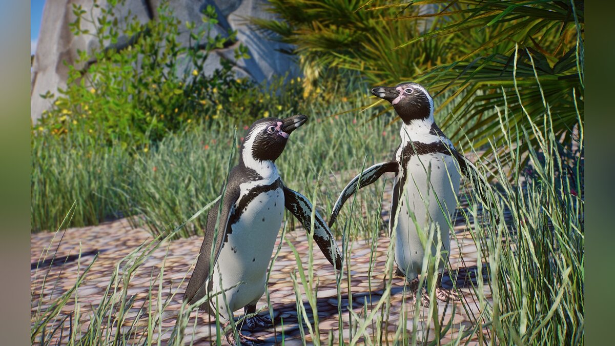 Planet Zoo — Новые виды — пингвин Гумбольдта