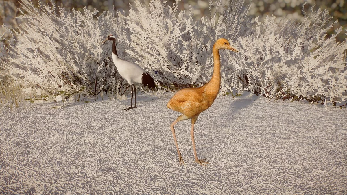 Planet Zoo — Большой журавль - новый вид