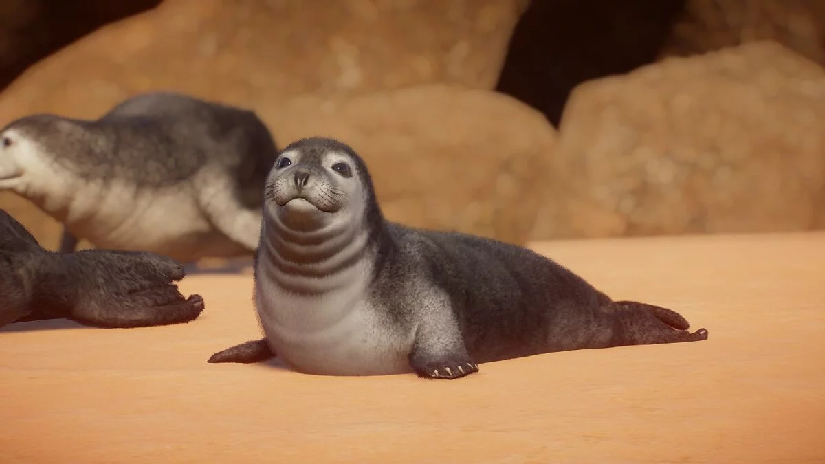 Planet Zoo — Средиземноморский тюлень-монах — новые виды