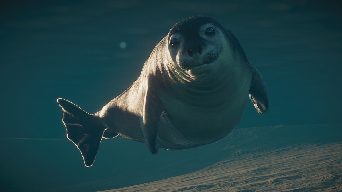 Planet Zoo — Средиземноморский тюлень-монах — новые виды