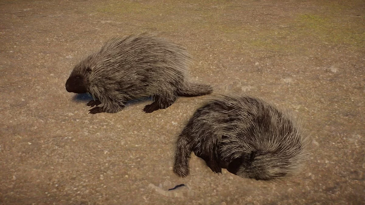 Planet Zoo — Североамериканский дикобраз