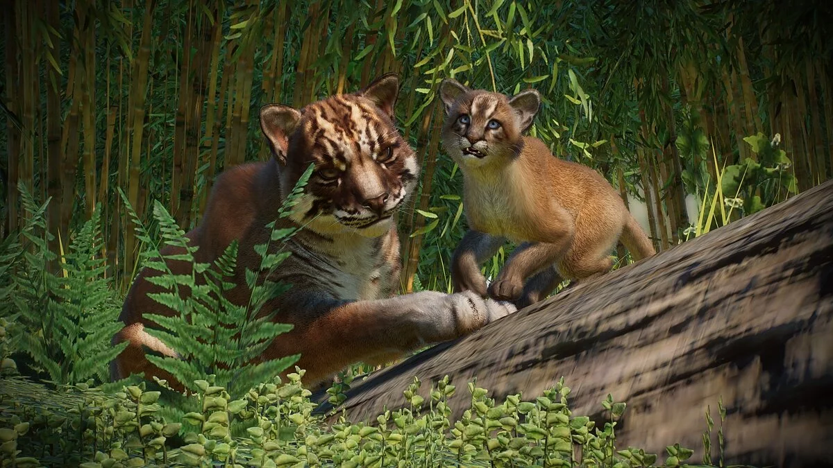 Planet Zoo — Новые виды - азиатская золотая кошка