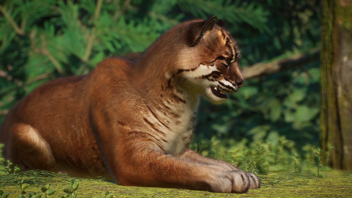 Planet Zoo — Новые виды - азиатская золотая кошка