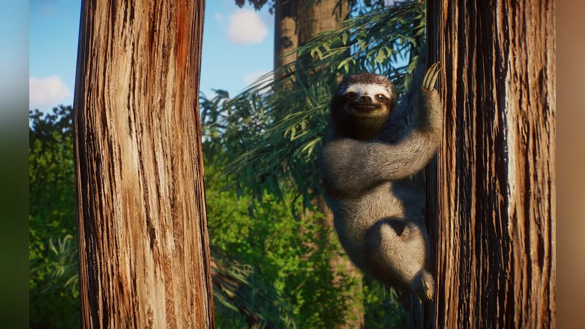 Planet Zoo — Новый вид – бурогорлый трехпалый ленивец