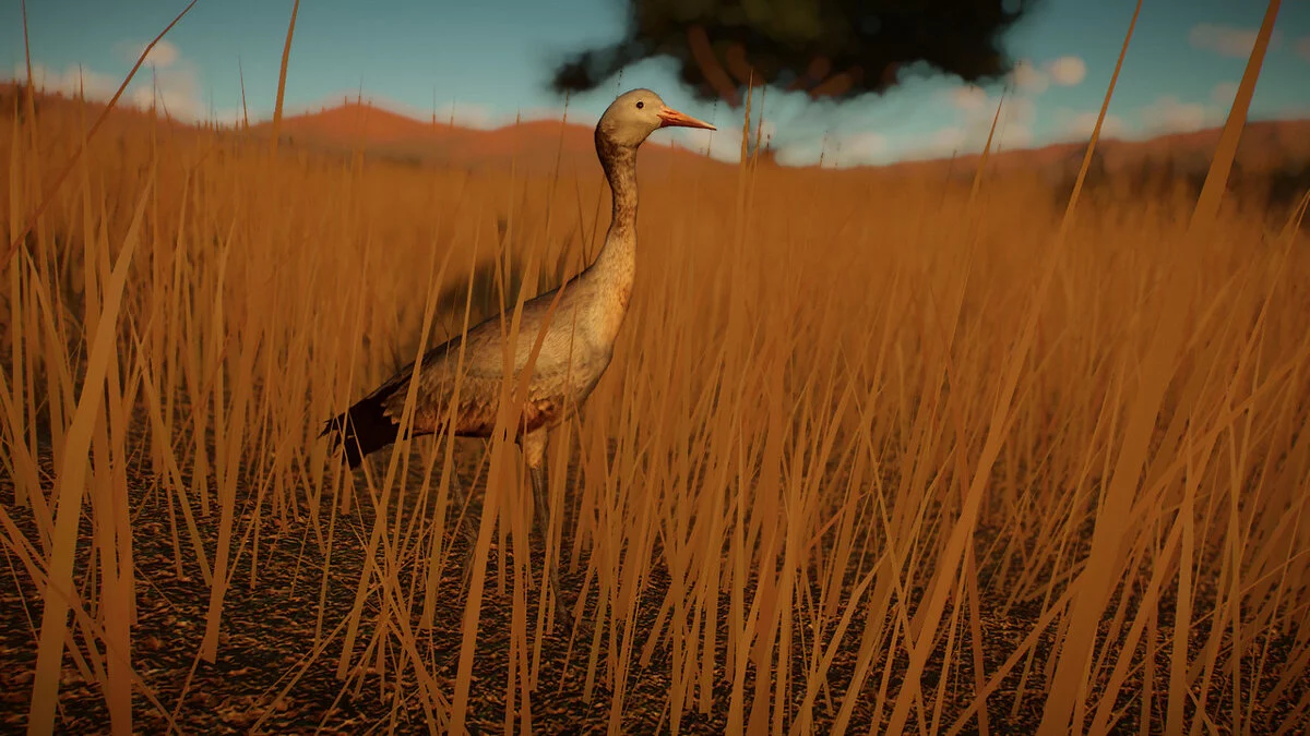 Planet Zoo — Синий журавль - новые виды