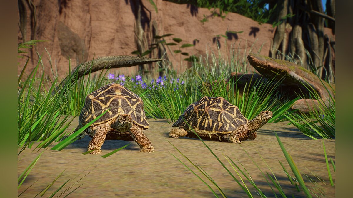 Planet Zoo — Новые виды - индийская звездчатая черепаха