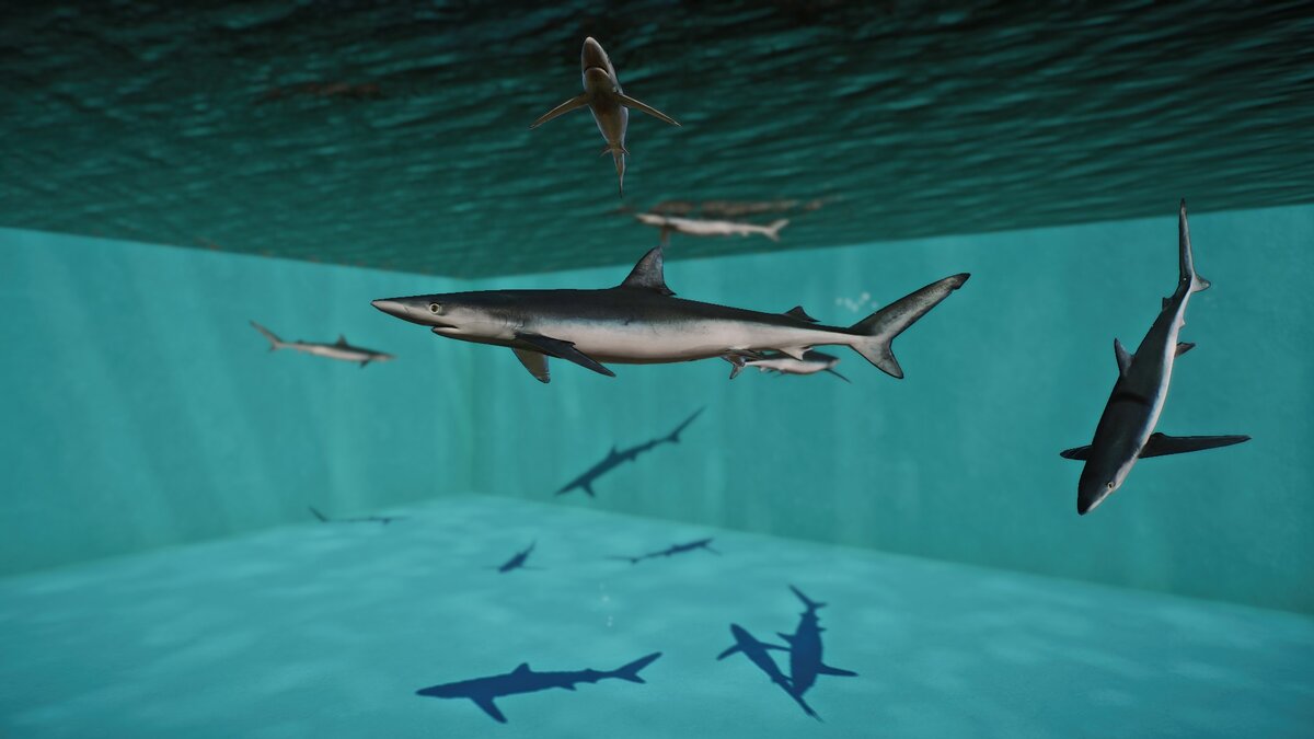 Planet Zoo — Новые виды - синяя акула