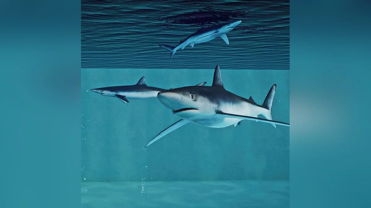 Planet Zoo — Новые виды - синяя акула