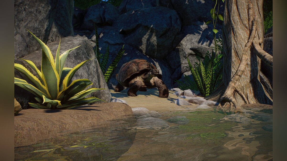 Planet Zoo — Новые виды - Галапагосские черепахи с острова Санта-Крус