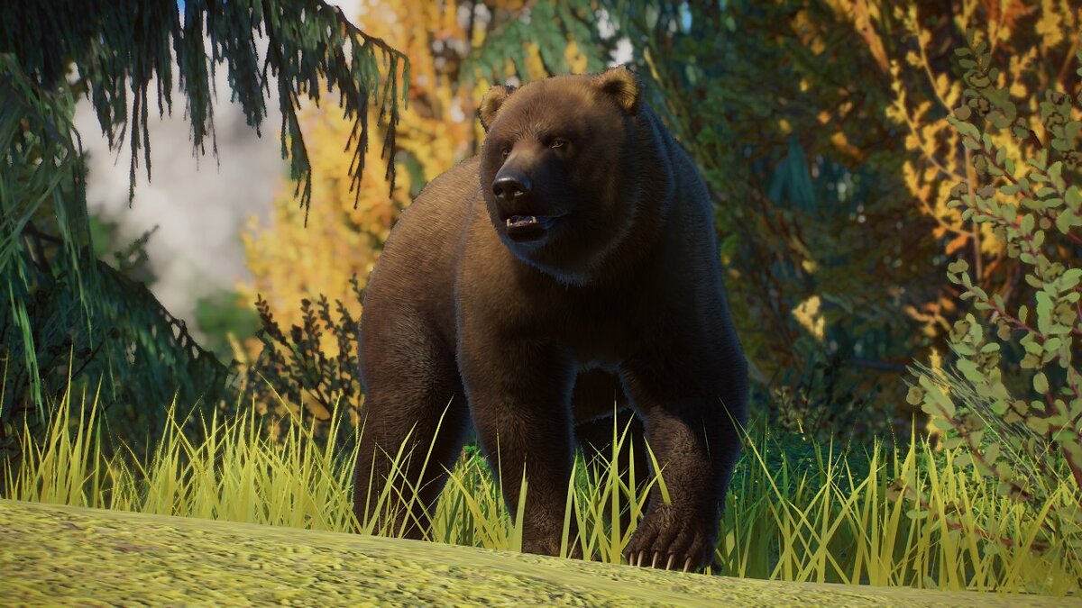 Planet Zoo — Камчатский бурый медведь