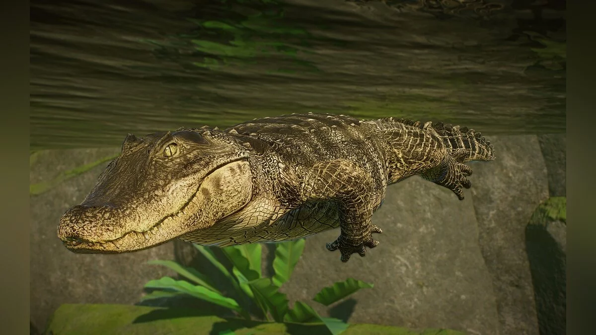 Planet Zoo — Новый вид – широкорылый кайман