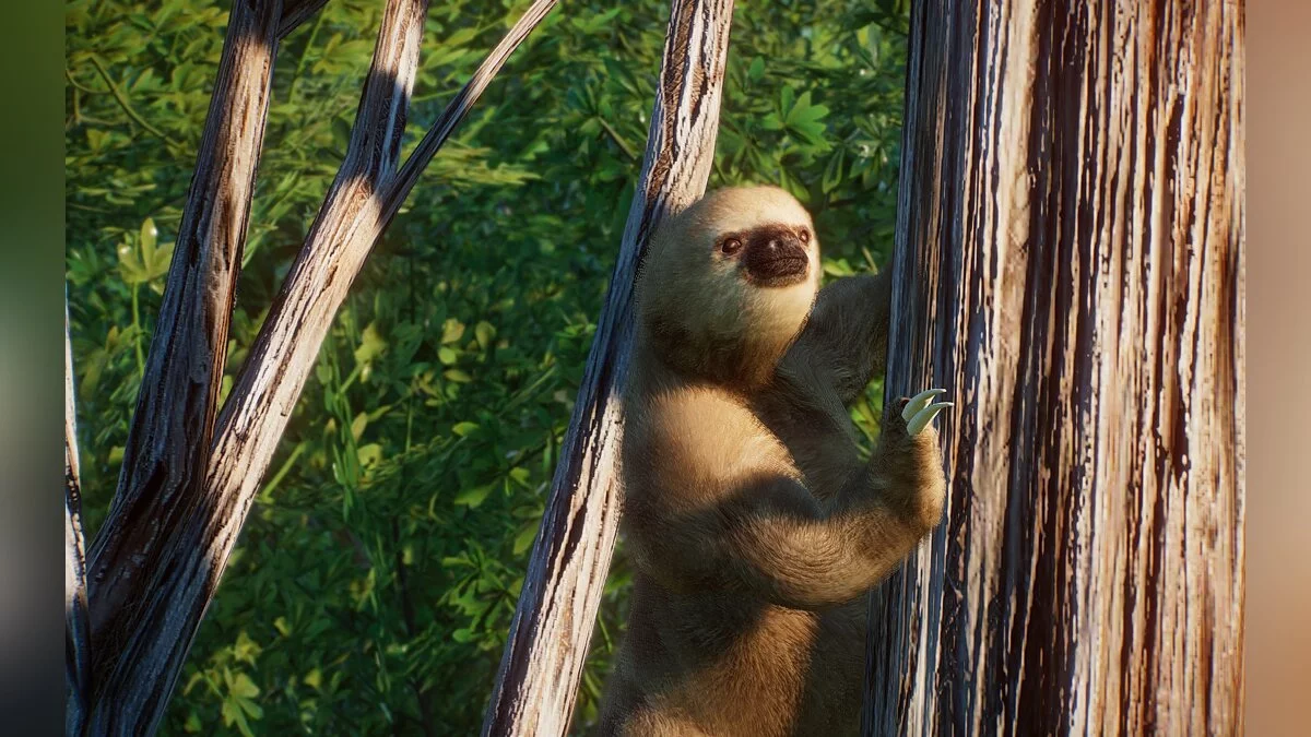 Planet Zoo — Новые виды - двупалый ленивец Гофмана