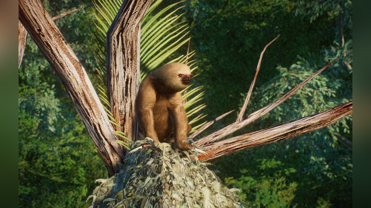 Planet Zoo — Новые виды - двупалый ленивец Гофмана