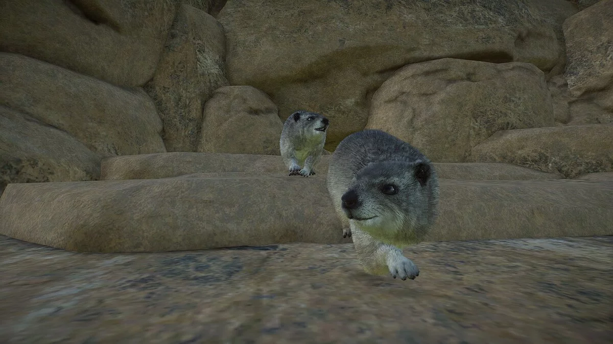 Planet Zoo — Каменный даман — новые виды