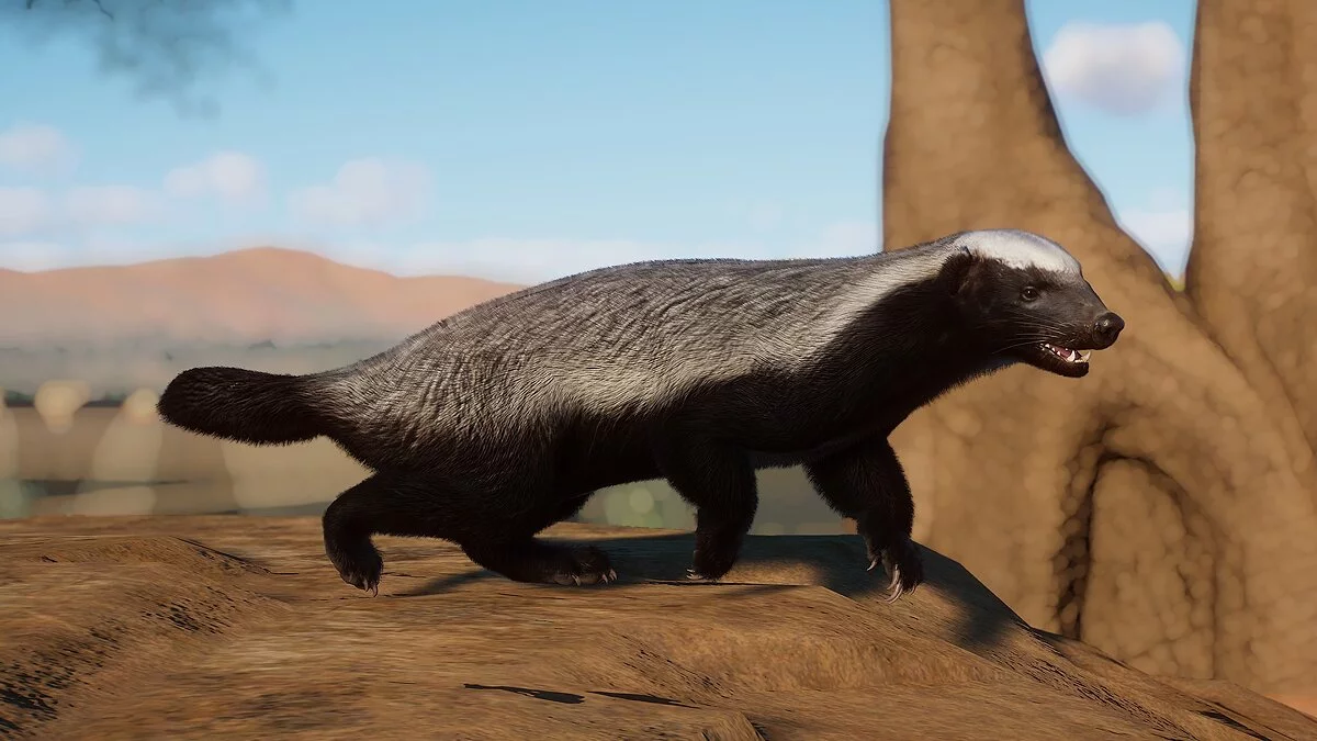 Planet Zoo — Медоед - новые виды