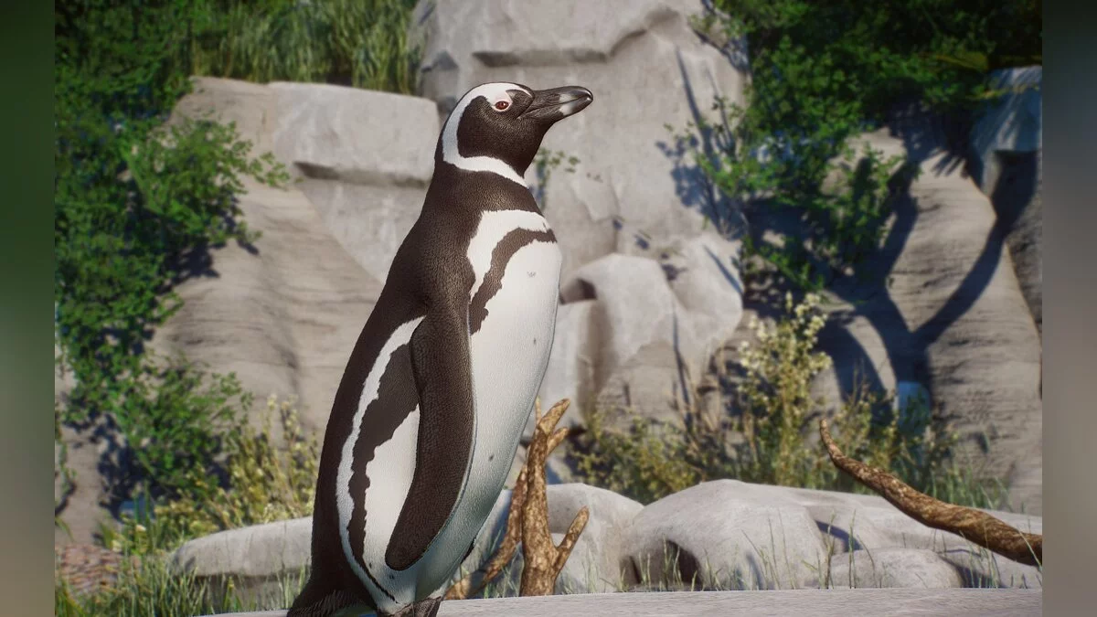 Planet Zoo — Новые виды - Магелланов пингвин