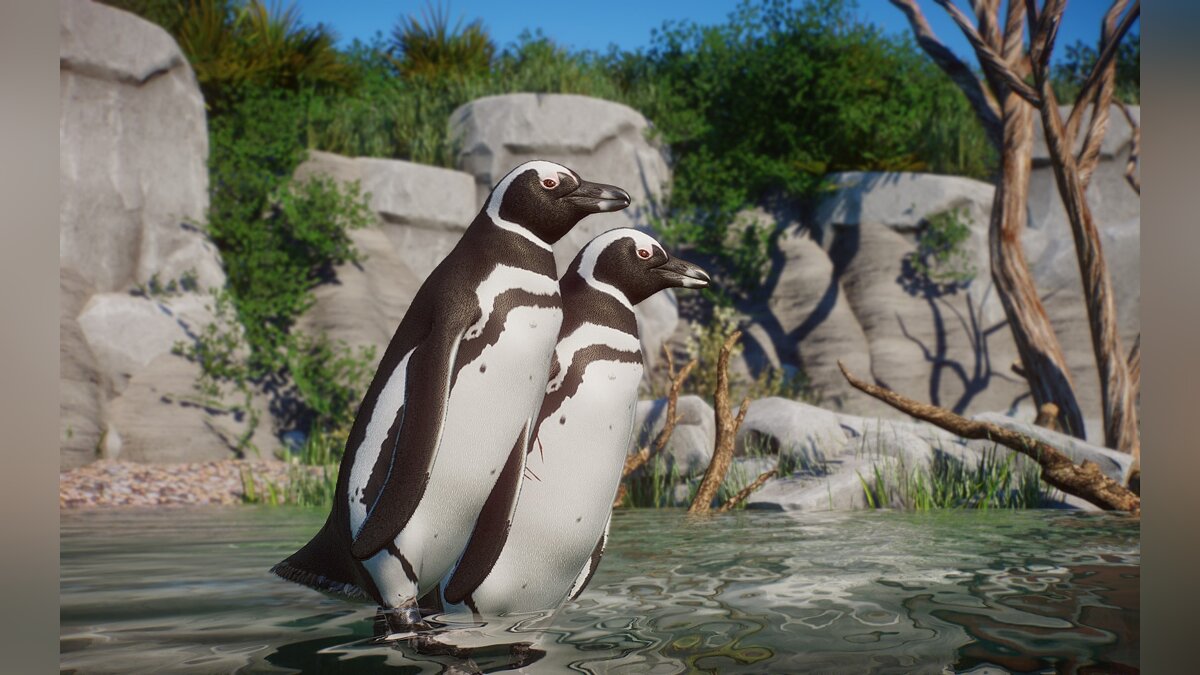Planet Zoo — Новые виды - Магелланов пингвин