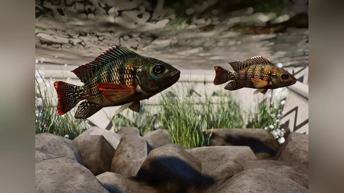 Planet Zoo — Новые виды - голубая тилапия