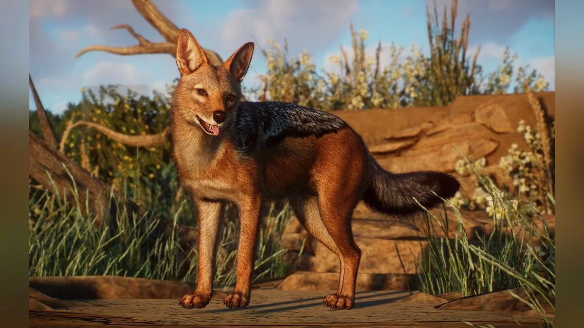 Planet Zoo — Новые виды — черноспинный шакал