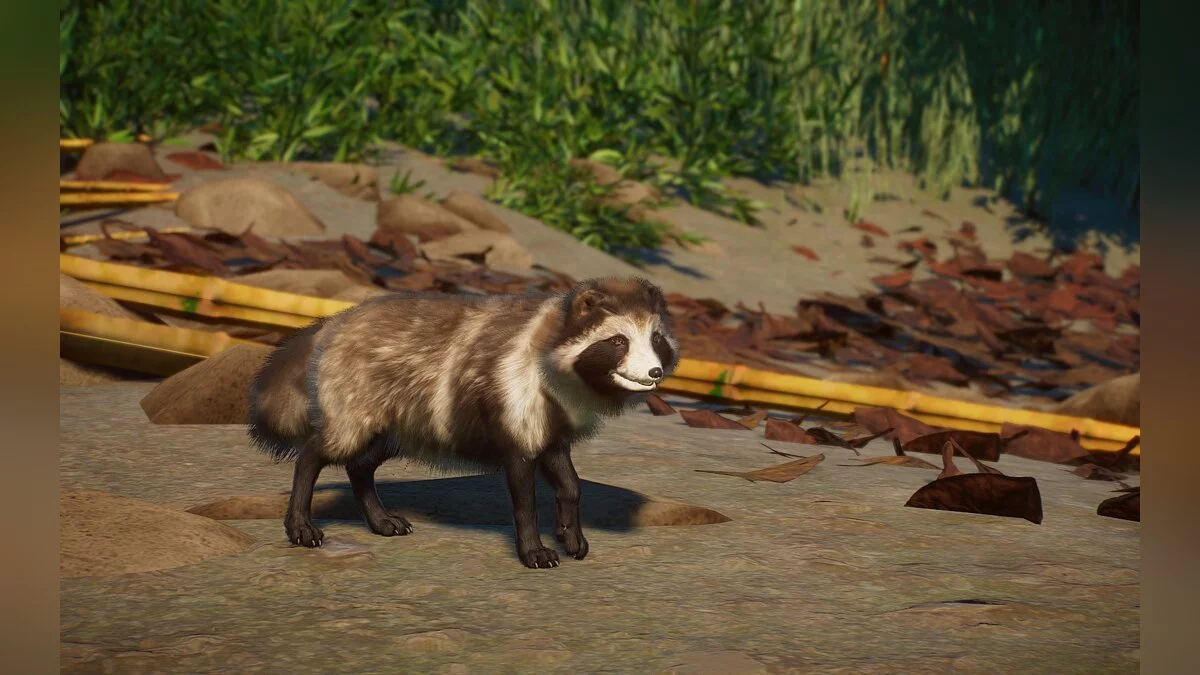 Planet Zoo — Новые виды - японская енотовидная собака