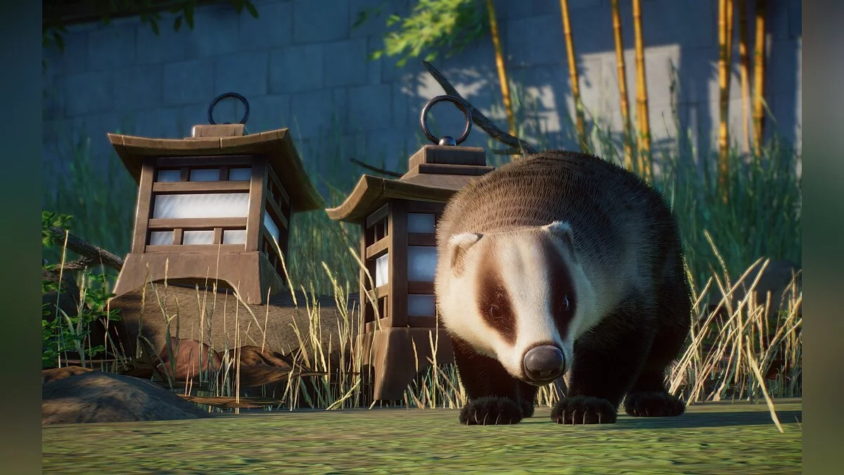 Planet Zoo — Новые виды — японский барсук