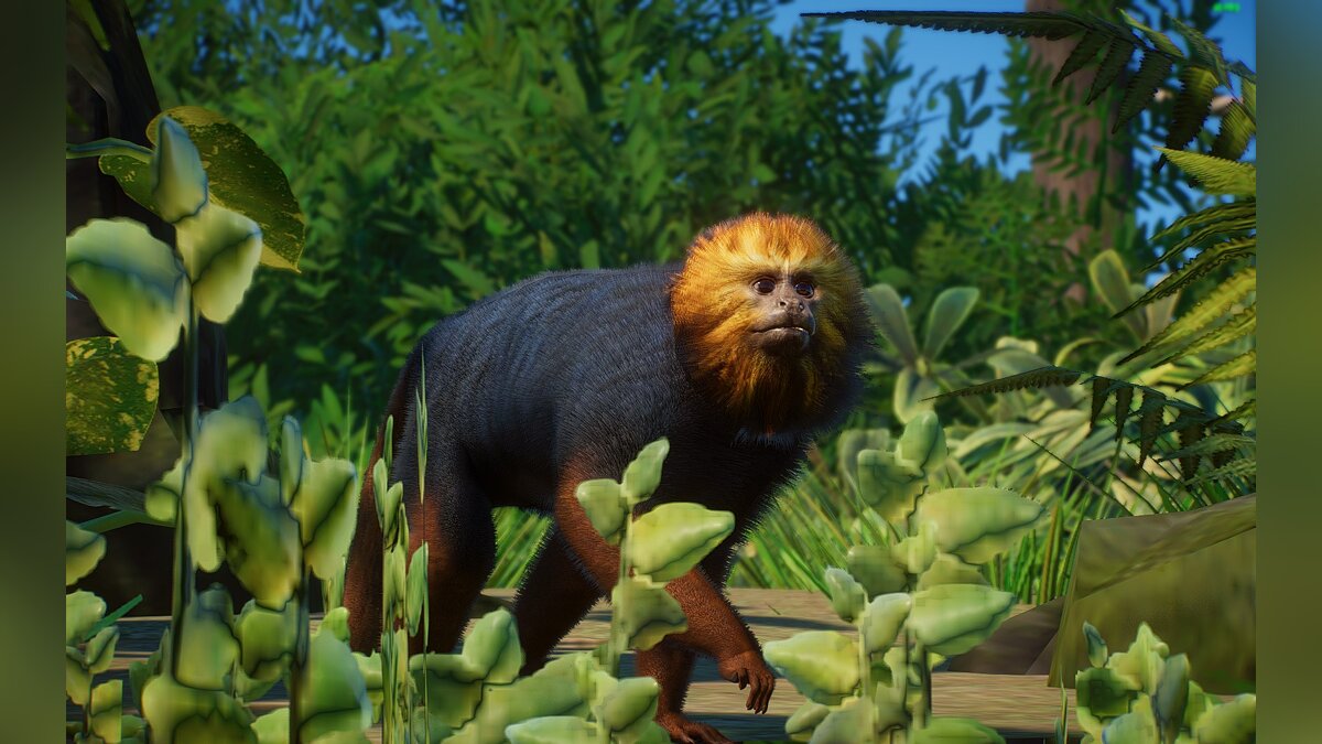 Planet Zoo — Новые виды - златоголовый лев тамарин