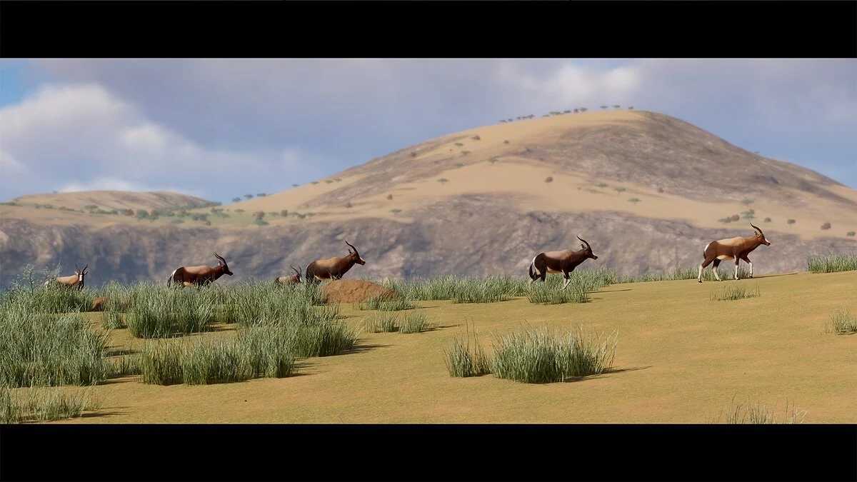 Planet Zoo — Новые виды - бонтебок