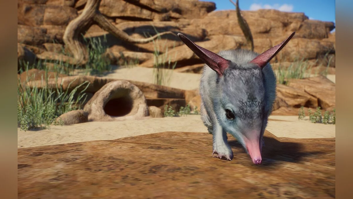 Planet Zoo — Новые виды - большой билби