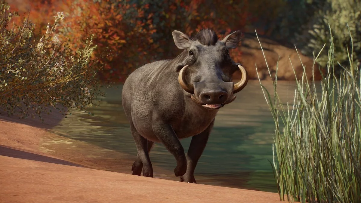 Planet Zoo — Пустынный бородавочник — новые виды