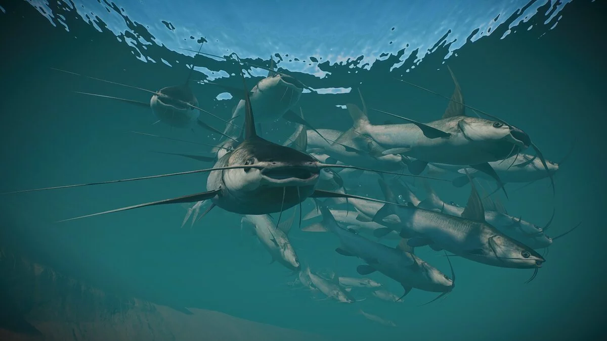 Planet Zoo — Новые виды — сом-гаффтопсейл