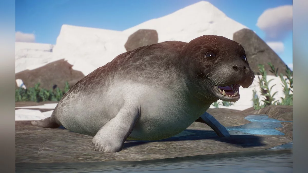 Planet Zoo — Новые виды – кольчатая нерпа