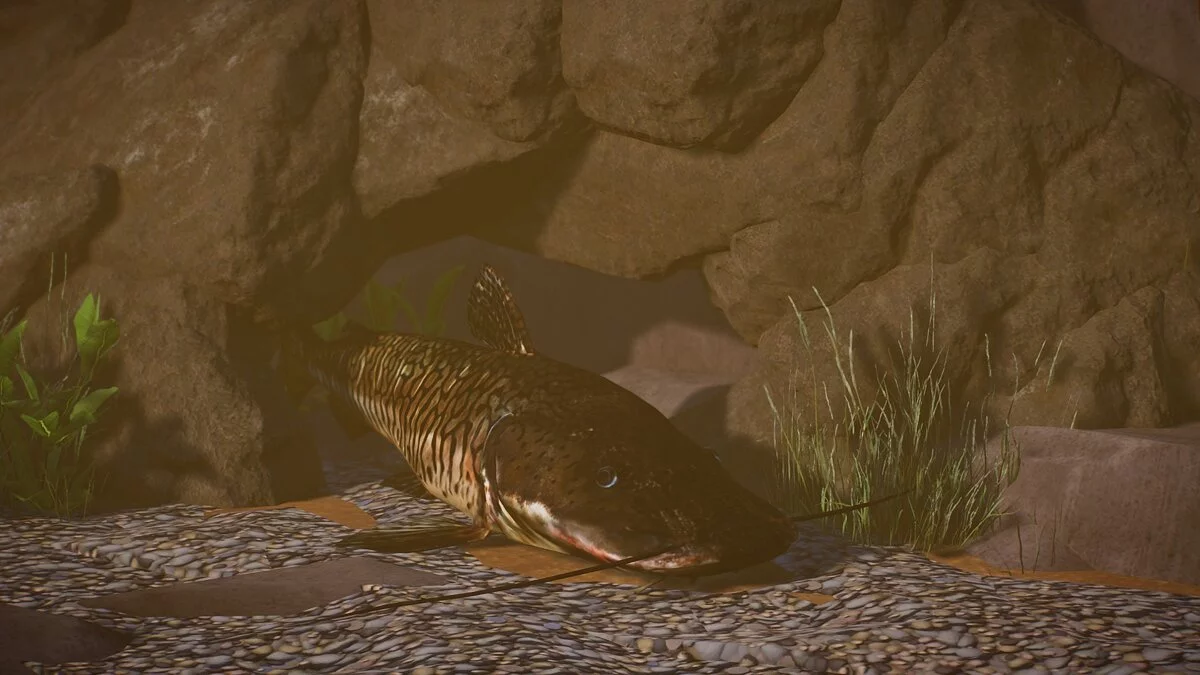 Planet Zoo — Новые виды - тигровый сорубимский сом