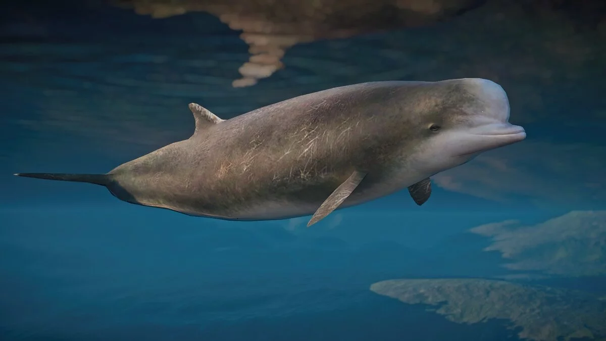 Planet Zoo — Новые виды - северная афалина