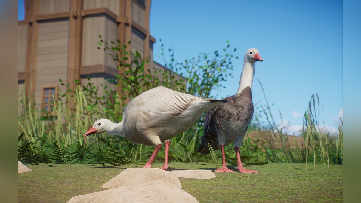 Planet Zoo — Новые виды - снежный гусь