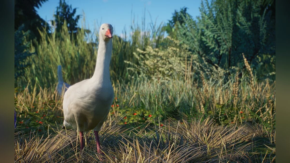 Planet Zoo — Новые виды - снежный гусь