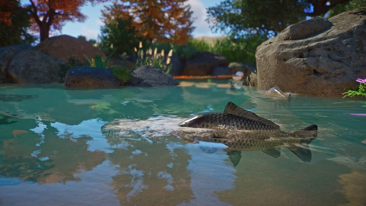 Planet Zoo — Новые виды – европейский карп