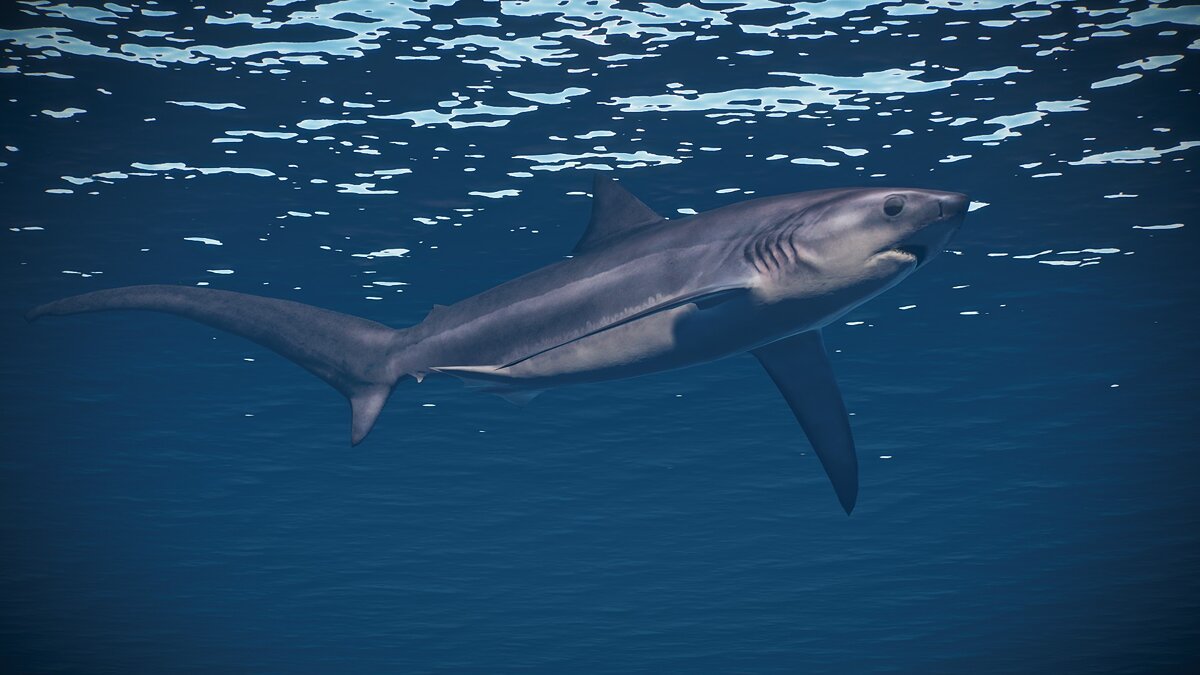 Planet Zoo — Новые виды — пелагическая акула-молотилка