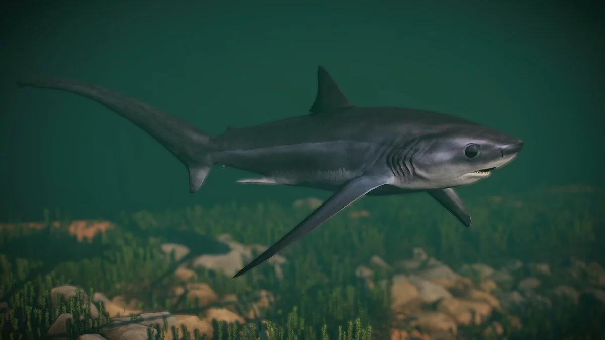 Planet Zoo — Новые виды — пелагическая акула-молотилка