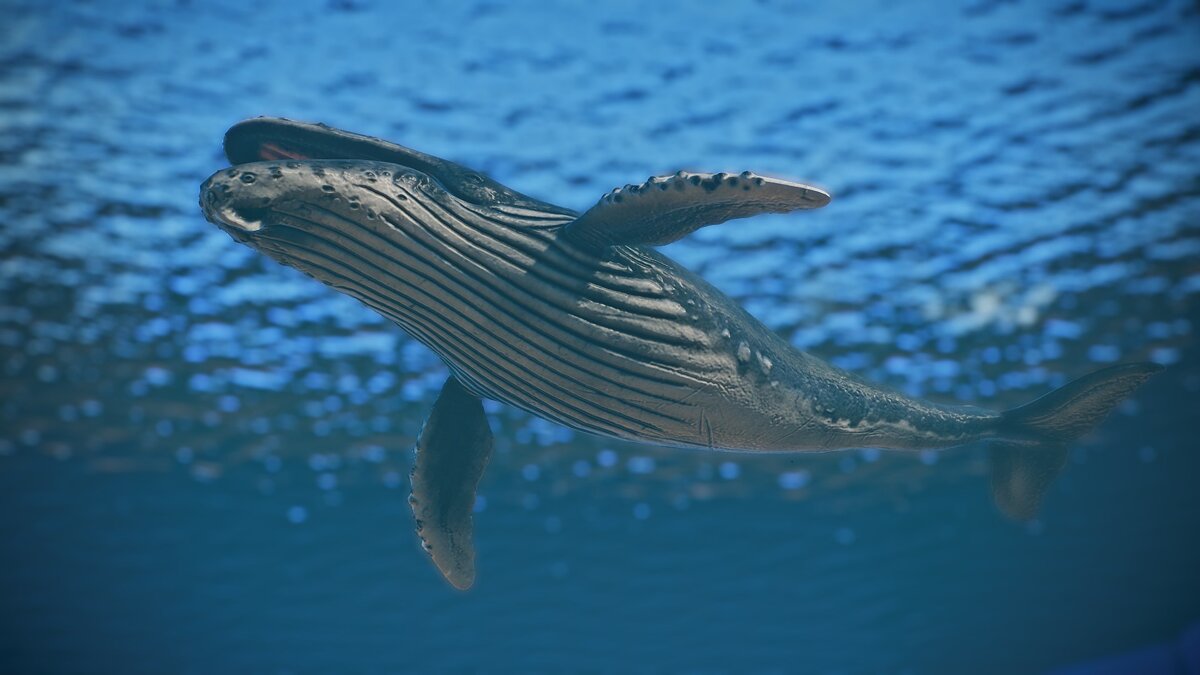 Planet Zoo — Новые виды – горбатый кит