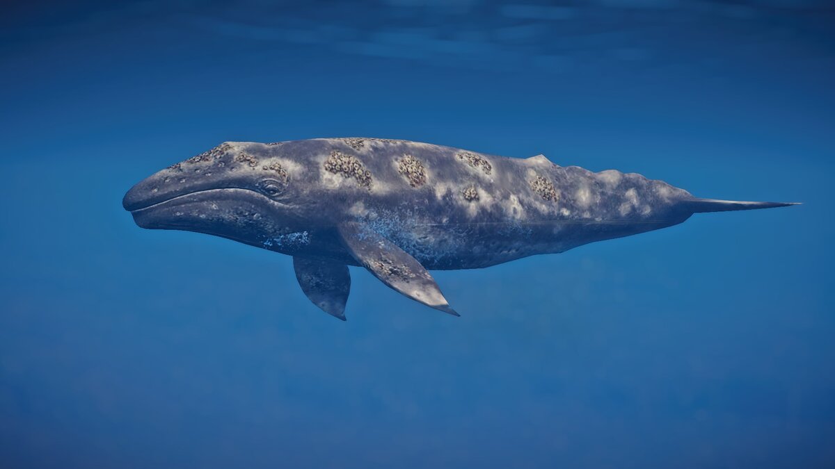 Planet Zoo — Новый вид — серый кит