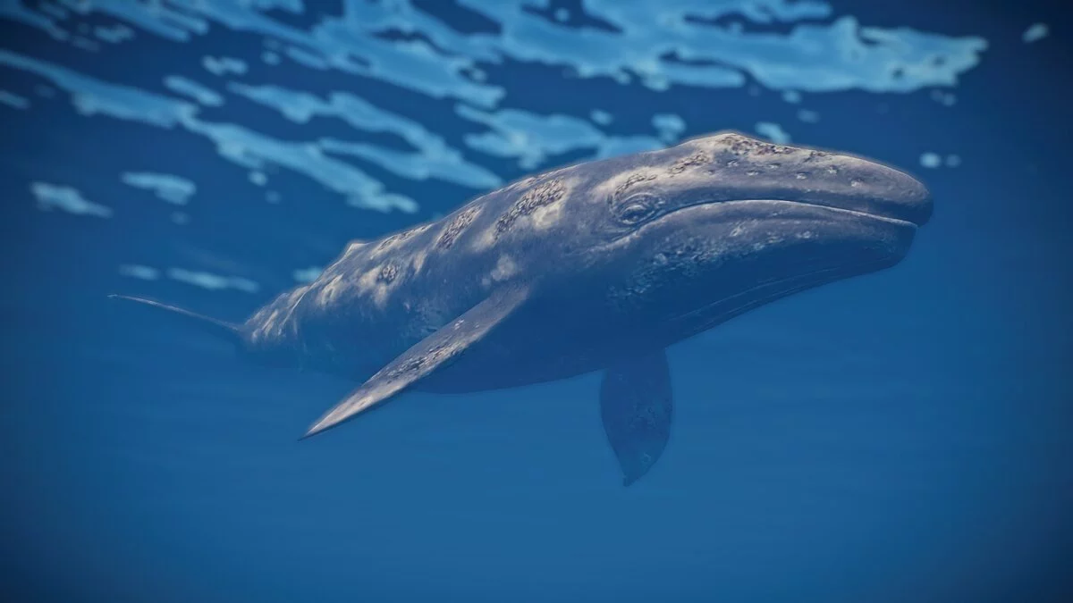 Planet Zoo — Новый вид — серый кит