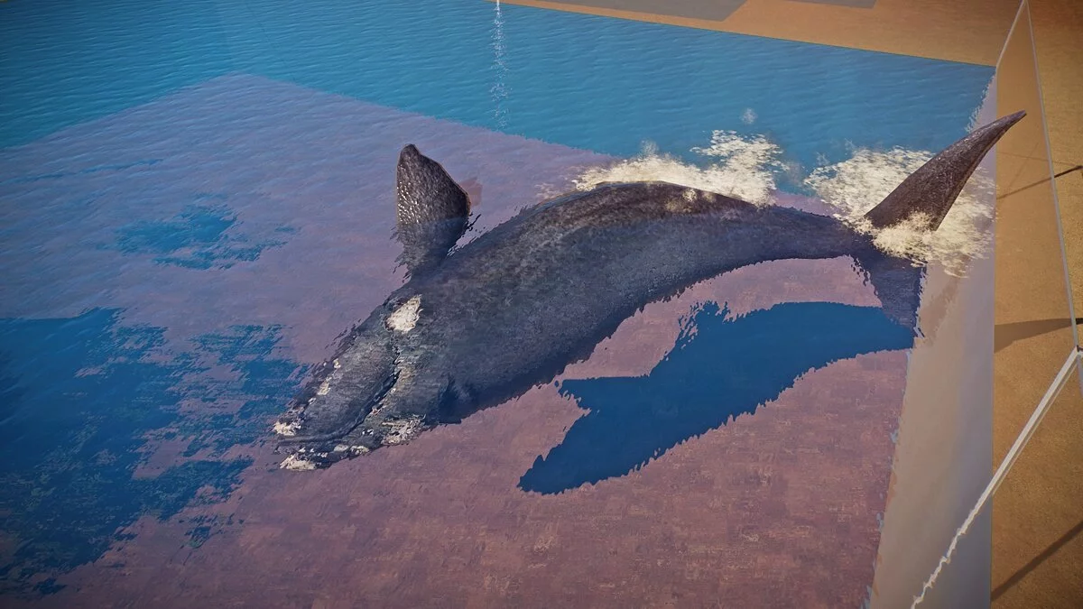 Planet Zoo — Новые виды - гладкий кит