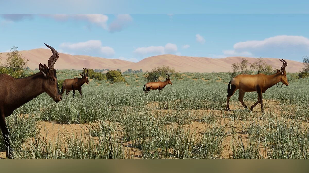 Planet Zoo — Новые виды - красный антилопа-хартебист