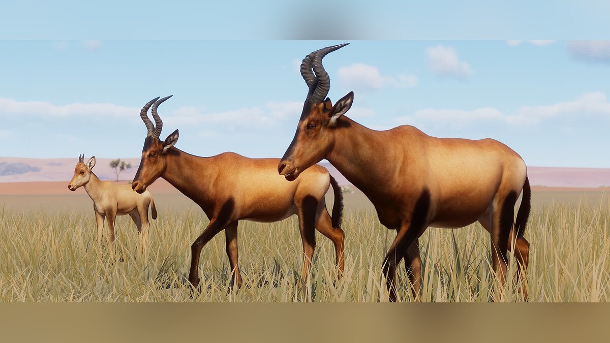 Planet Zoo — Новые виды - красный антилопа-хартебист