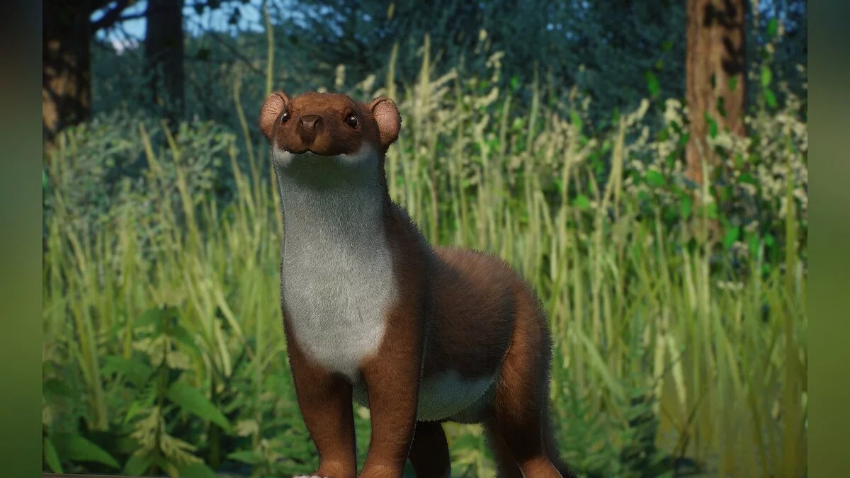 Planet Zoo — Новый вид - короткохвостая ласка (горностай)