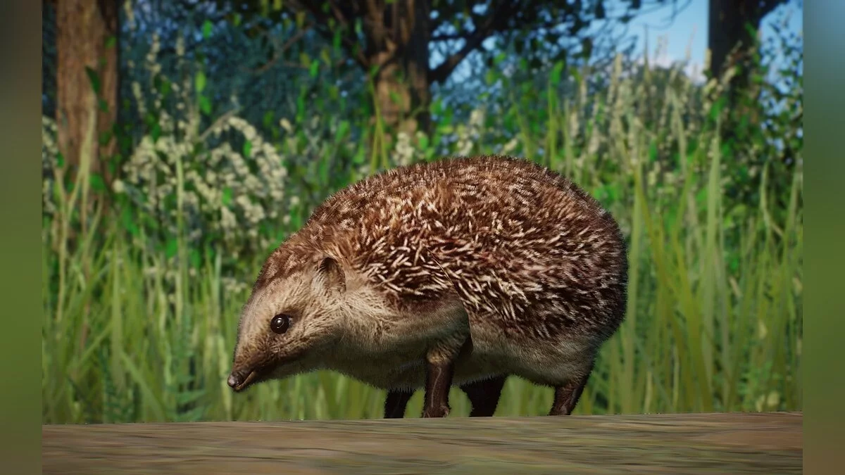 Planet Zoo — Новый вид - европейский еж