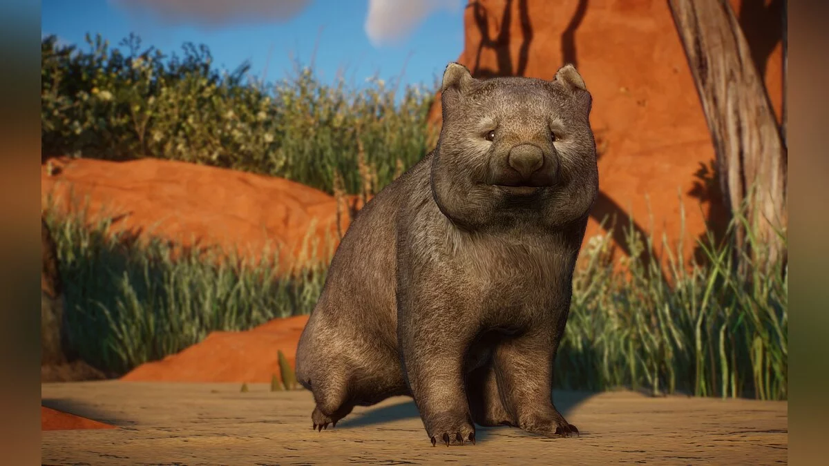 Planet Zoo — Обыкновенный вомбат - новые виды