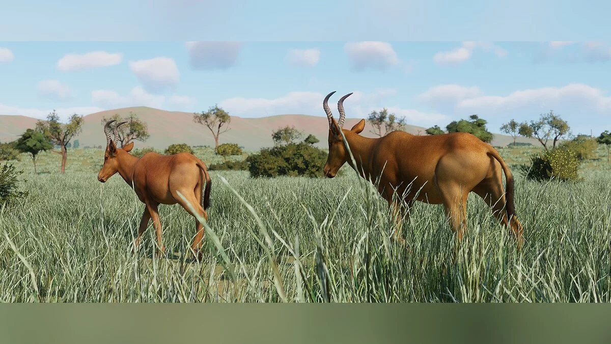 Planet Zoo — Североафриканский конгони