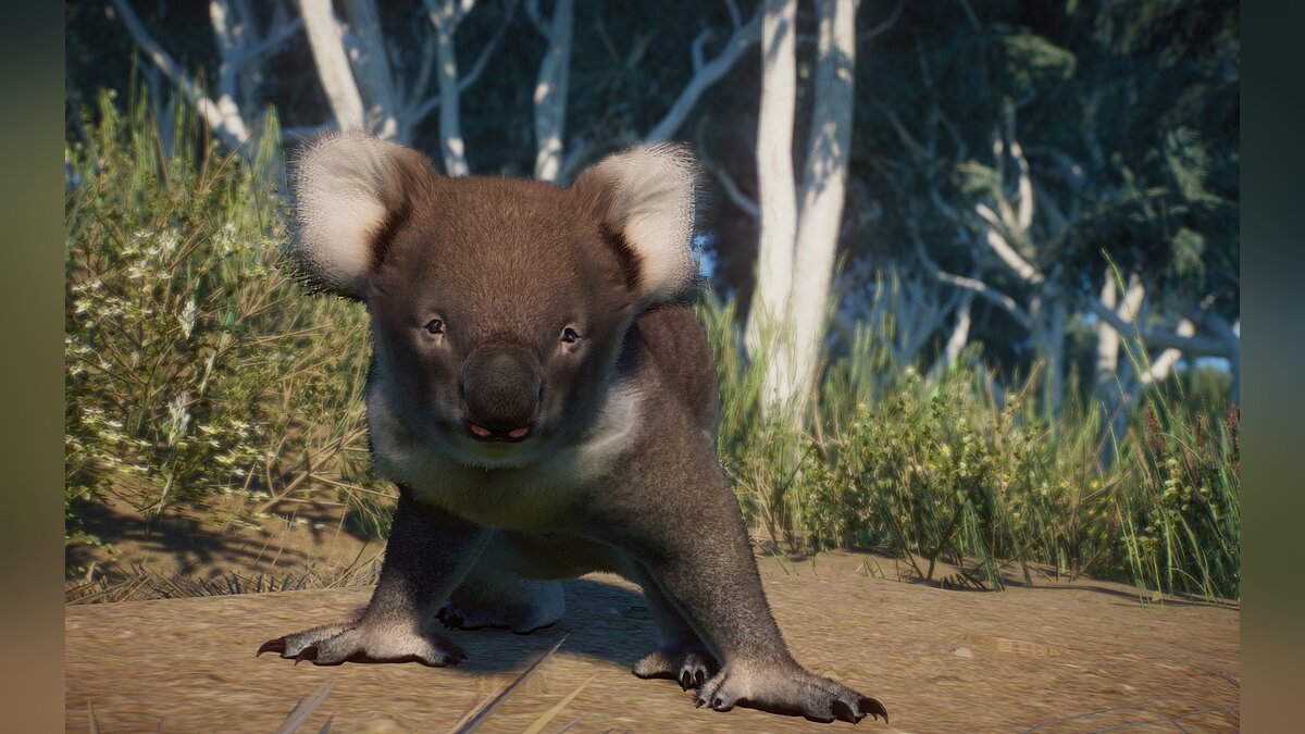 Planet Zoo — Викторианская коала — новый вид